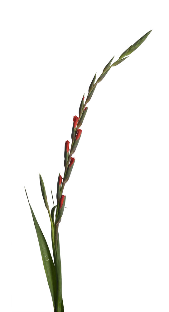Preview gladiole 06.jpg